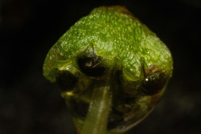 Bucegia romanica photo 2
