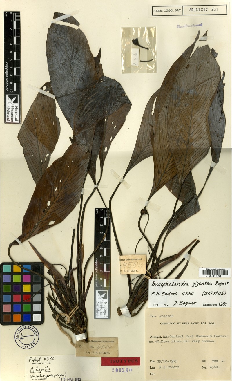 Bucephalandra gigantea