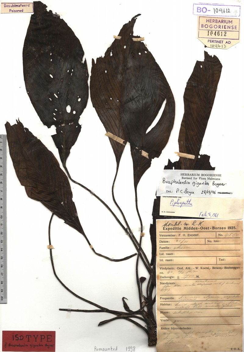 Bucephalandra gigantea photo 2