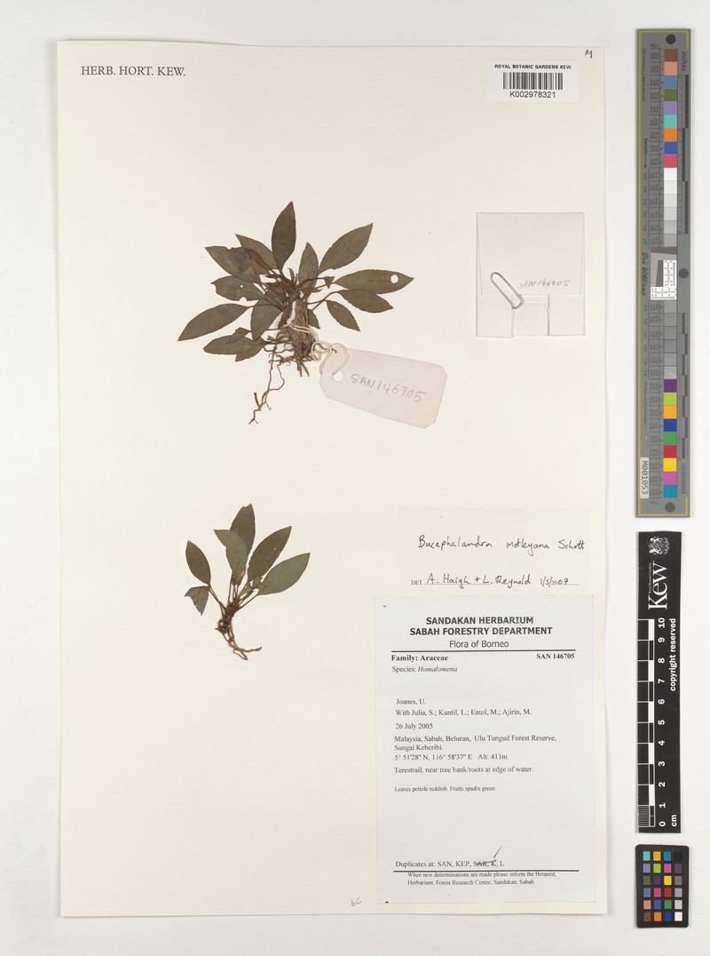 Bucephalandra motleyana photo 2