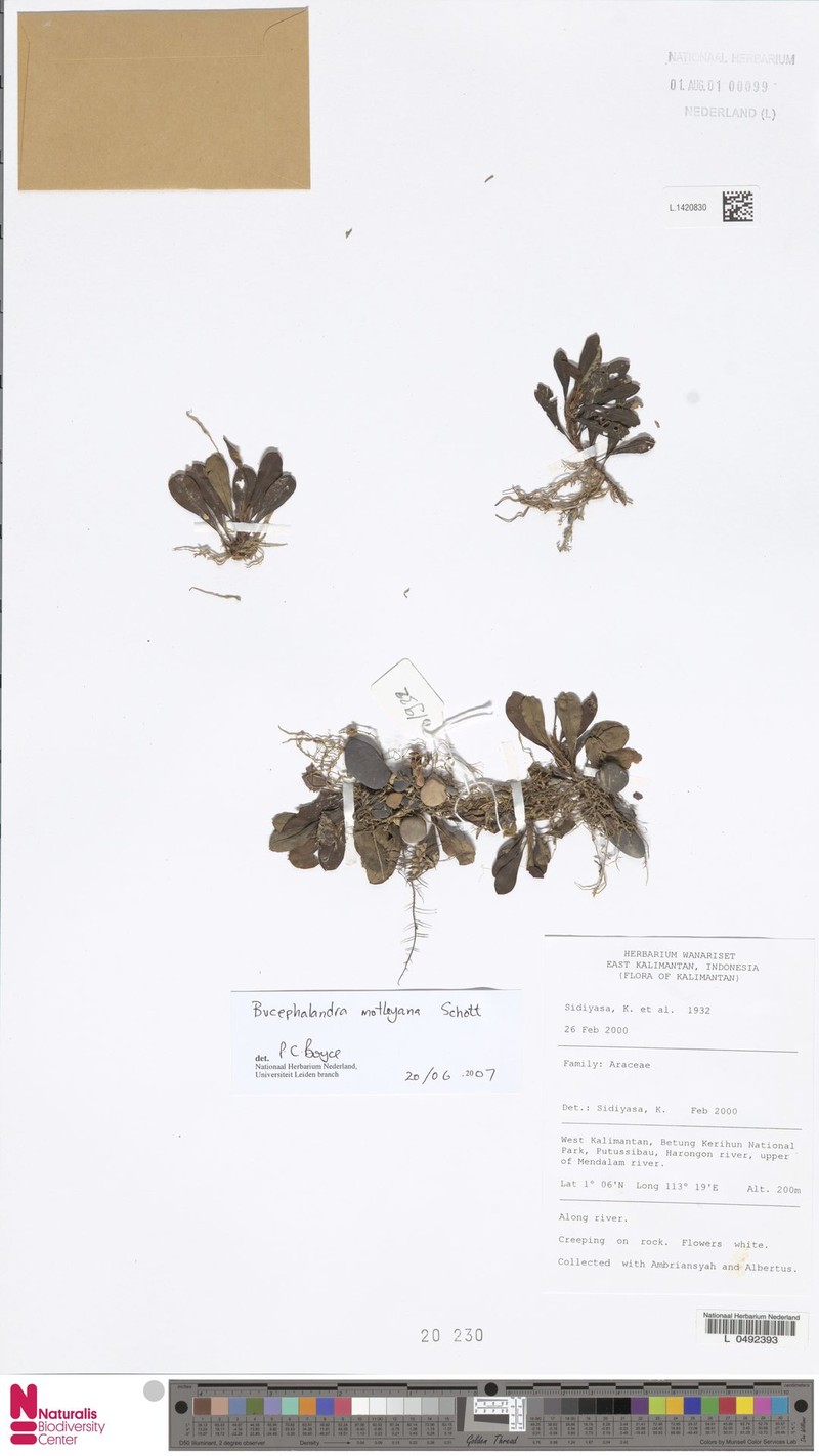 Bucephalandra motleyana photo 3