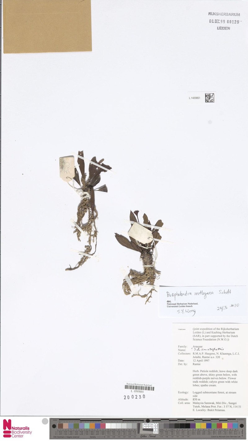 Bucephalandra motleyana photo 4