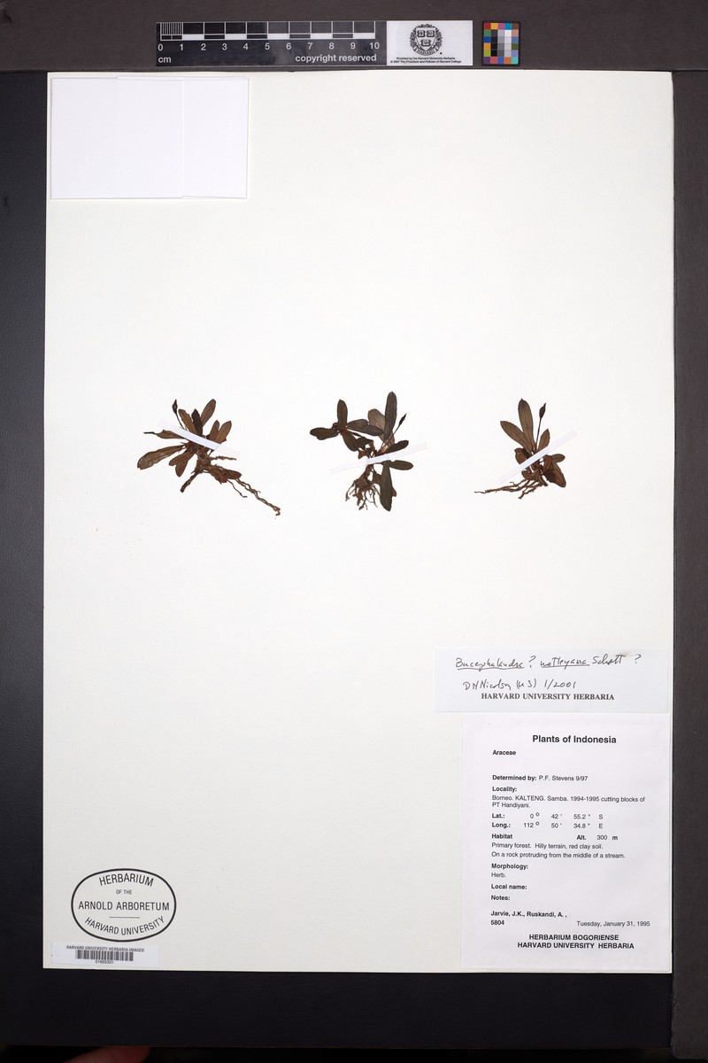 Bucephalandra motleyana photo 5