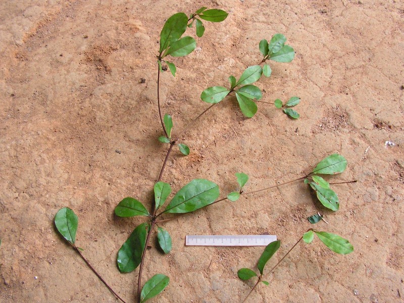 Fourleaf Buchenavia photo 2