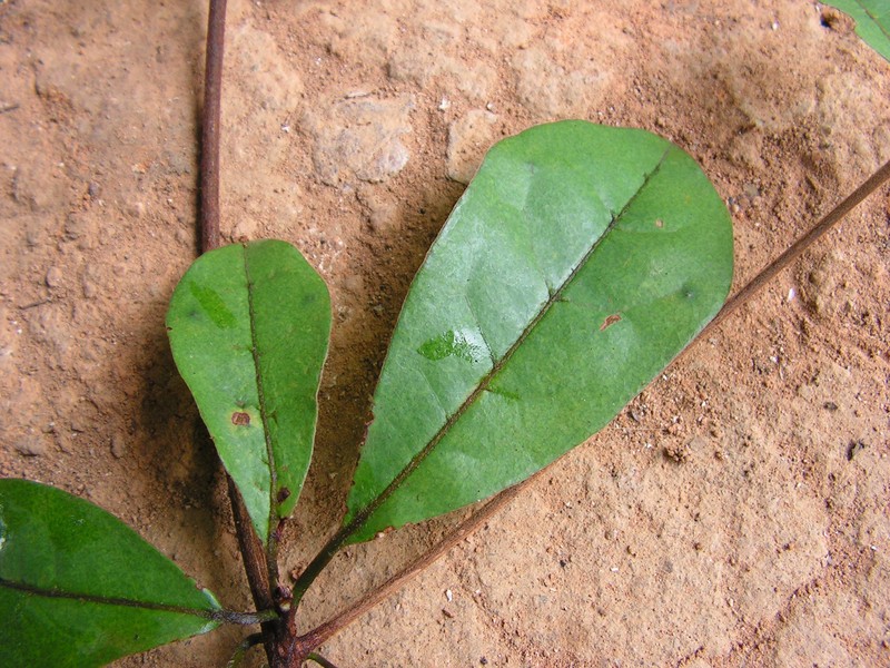 Fourleaf Buchenavia photo 3