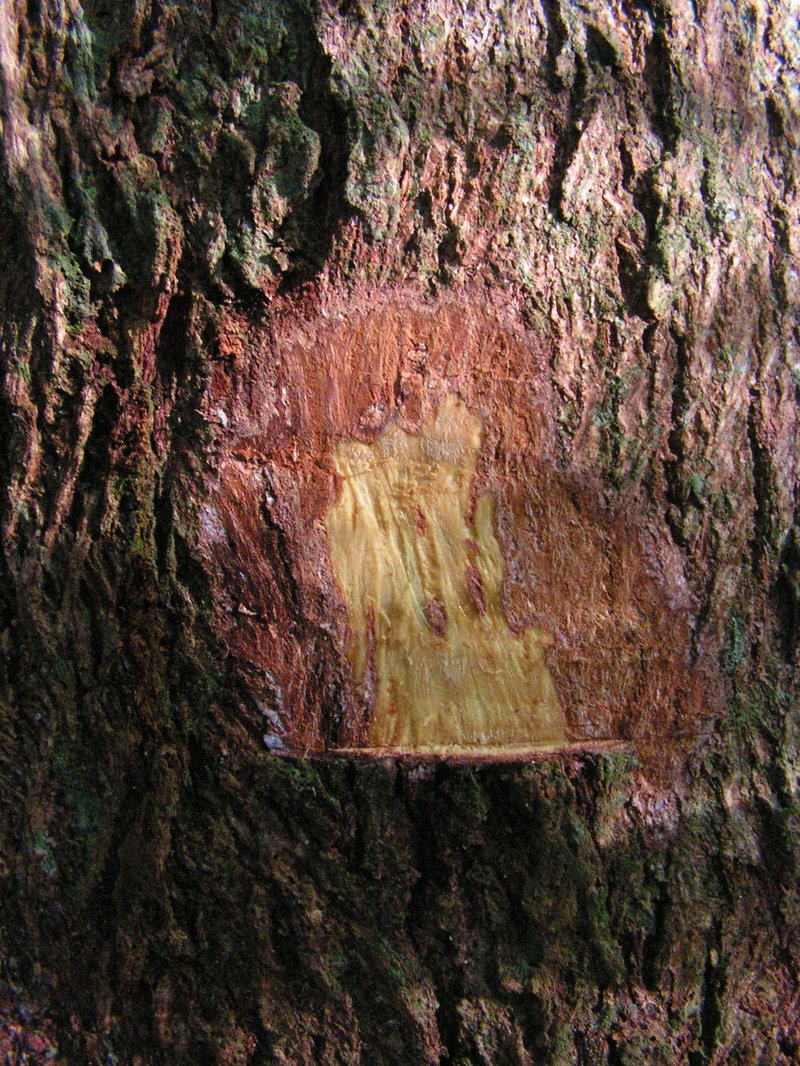 Fourleaf Buchenavia photo 4