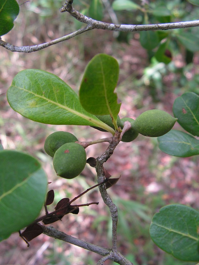 Fourleaf Buchenavia photo 5