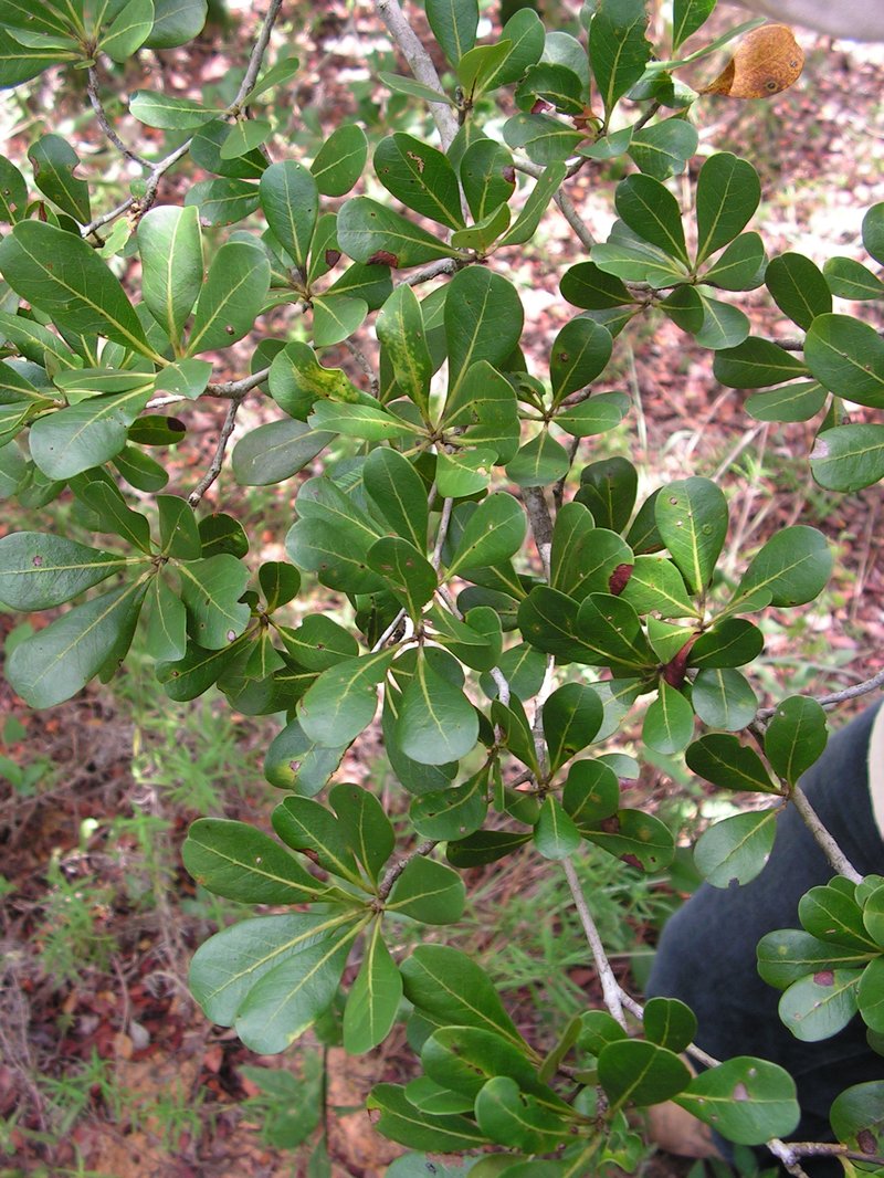 Fourleaf Buchenavia photo 6