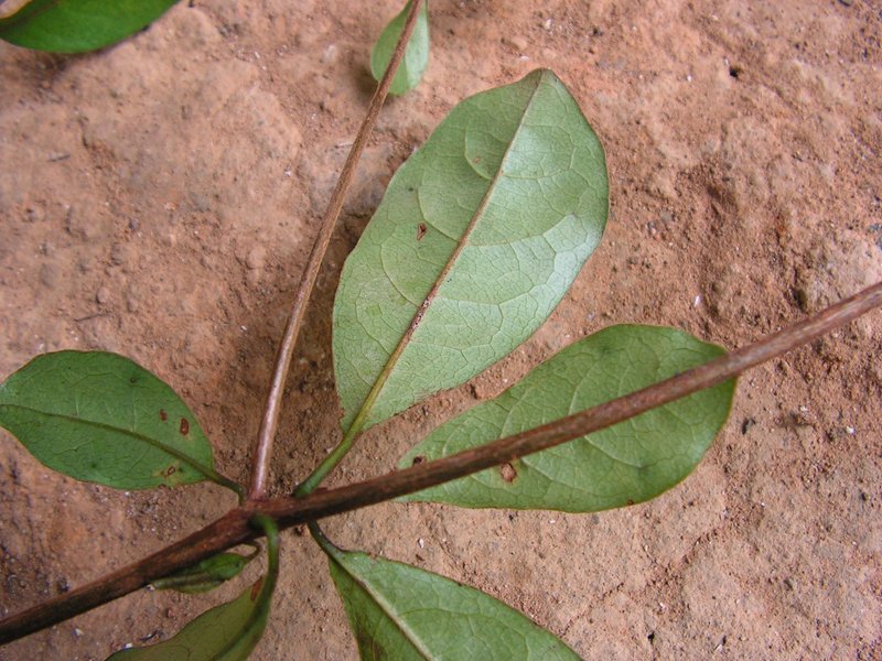 Fourleaf Buchenavia photo 7