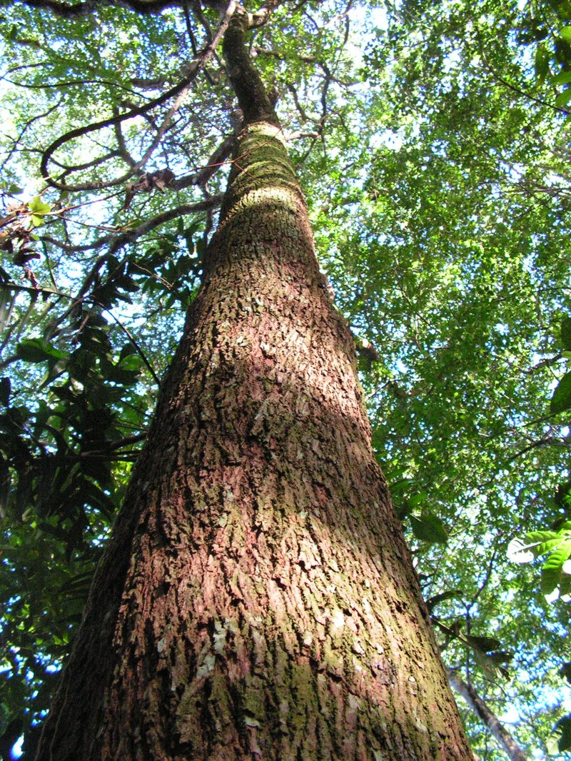 Fourleaf Buchenavia photo 8
