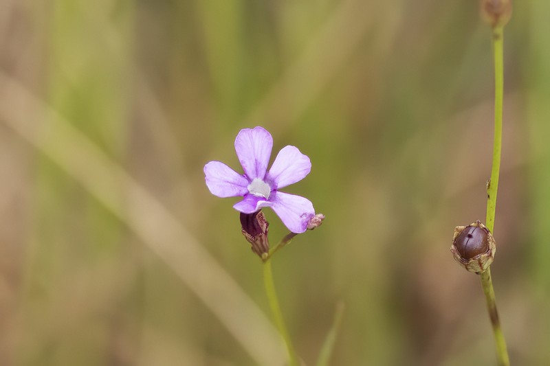 Buchnera carajasensis photo 2
