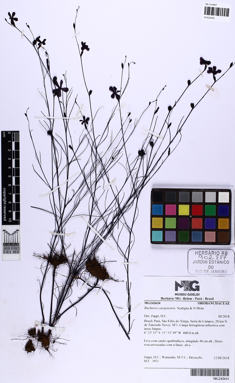Buchnera carajasensis photo 3