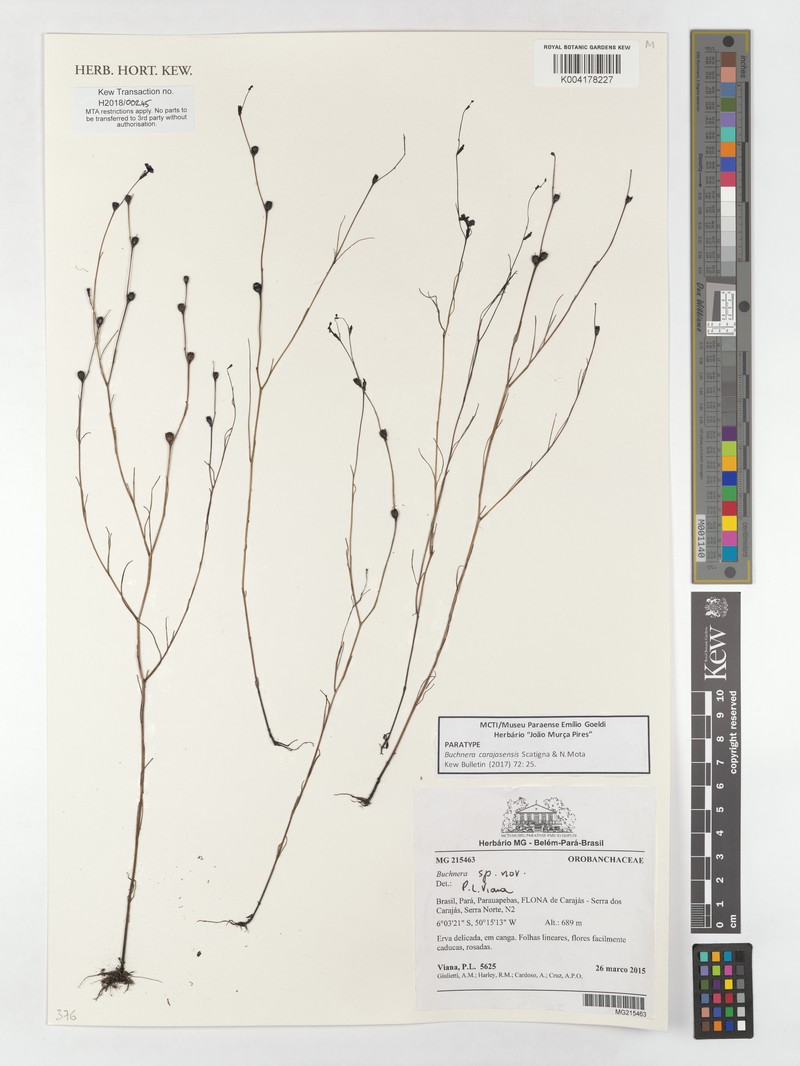Buchnera carajasensis photo 5
