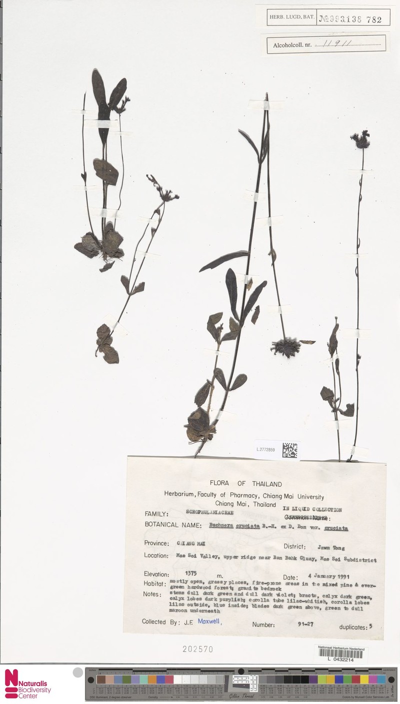 Buchnera cruciata var. cruciata