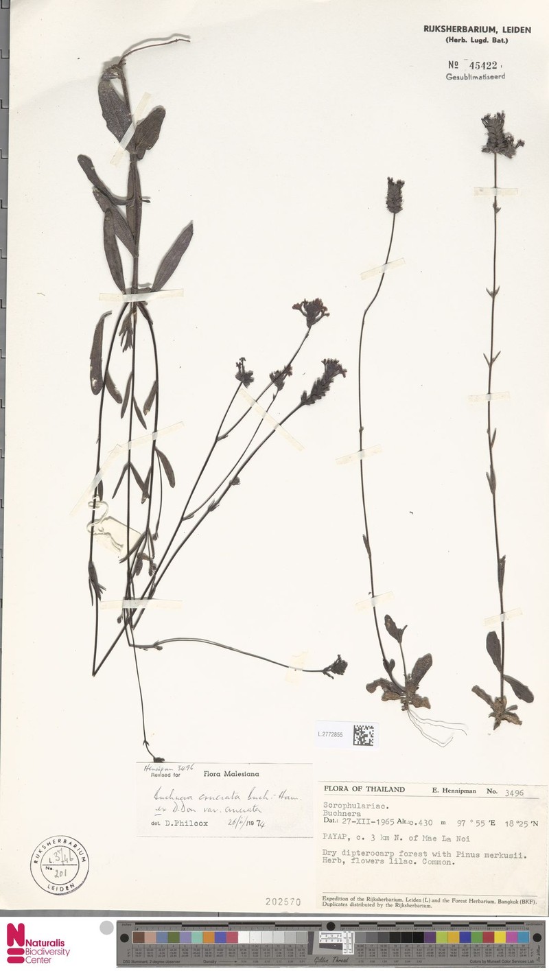 Buchnera cruciata var. cruciata photo 3