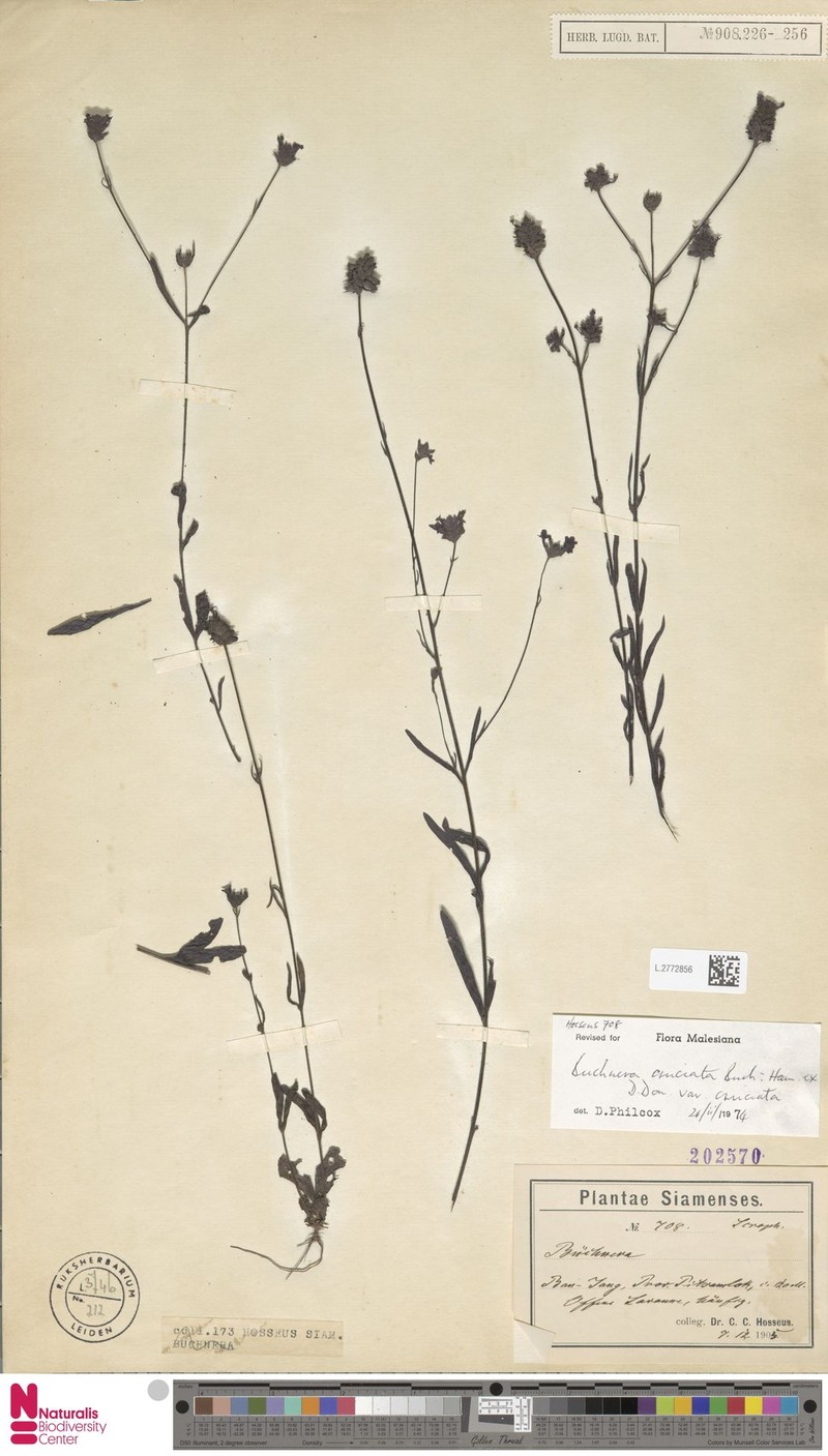 Buchnera cruciata var. cruciata photo 4