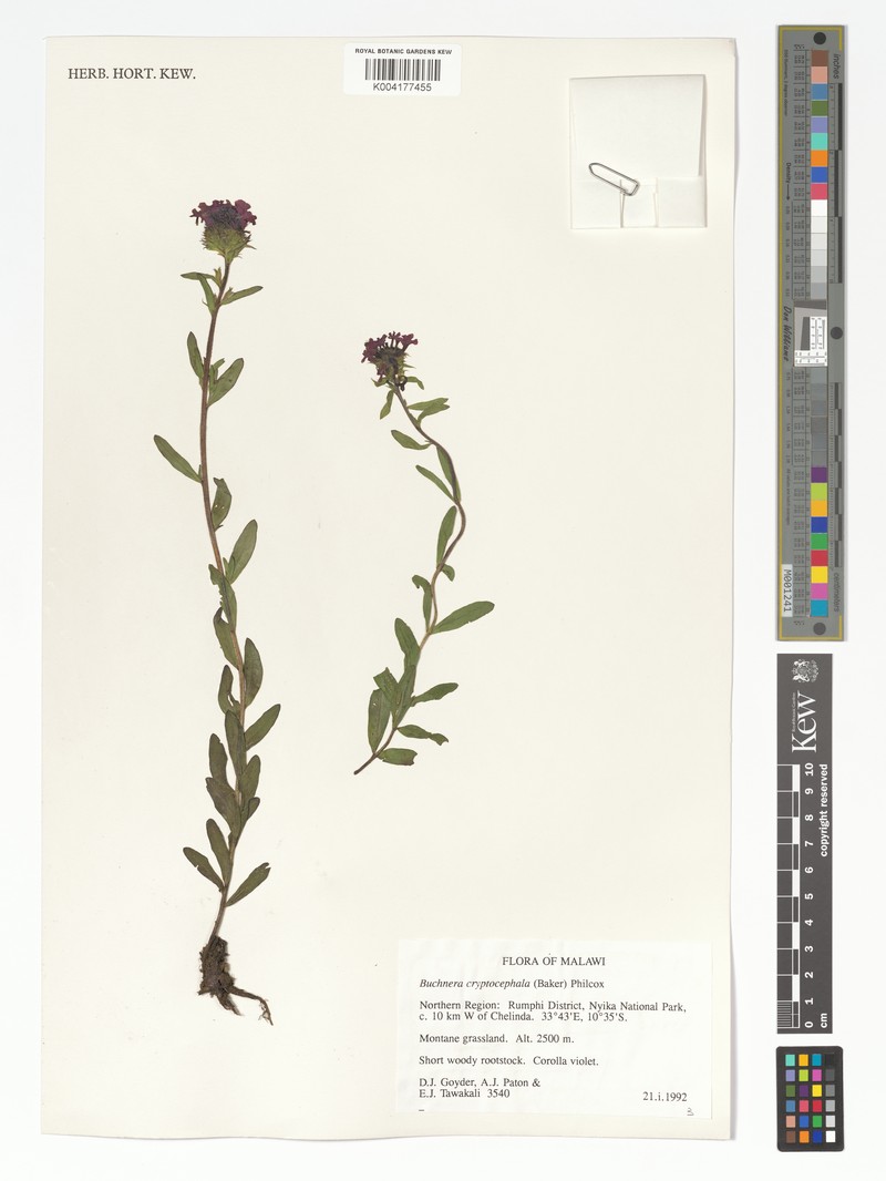 Buchnera cryptocephala var. cryptocephala