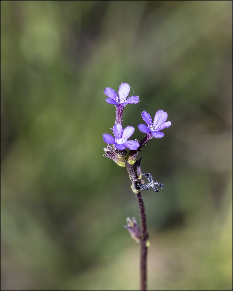 Buchnera floridana