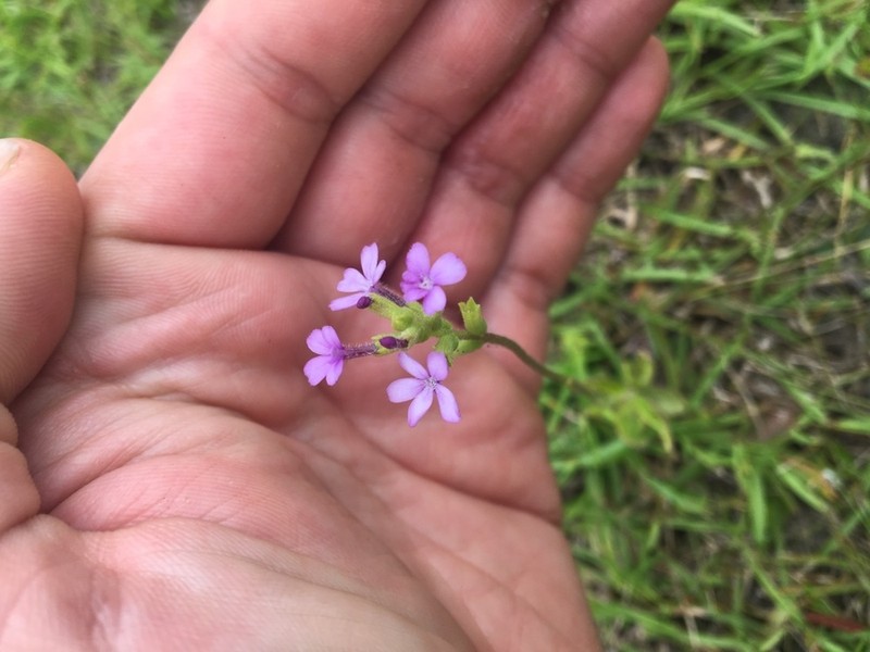 Buchnera floridana photo 2
