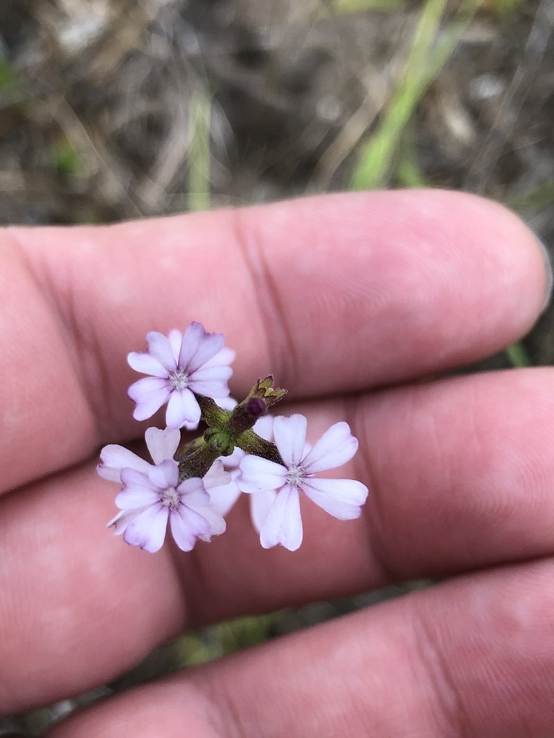 Buchnera floridana photo 3
