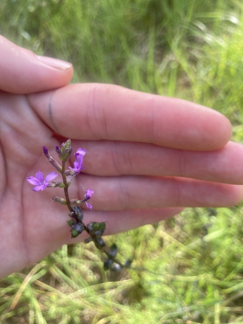 Buchnera floridana photo 4