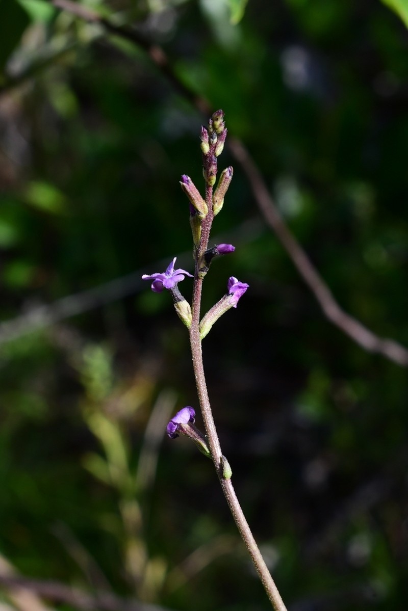 Buchnera floridana photo 5