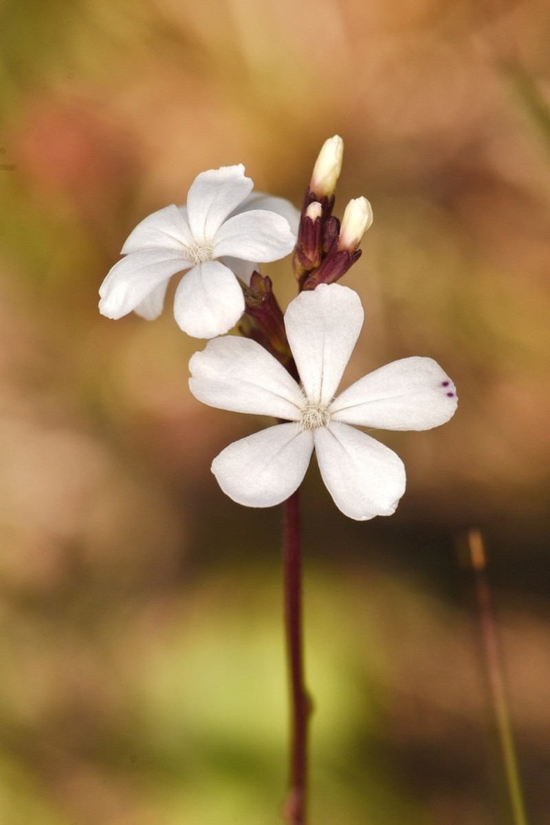 Buchnera floridana photo 6