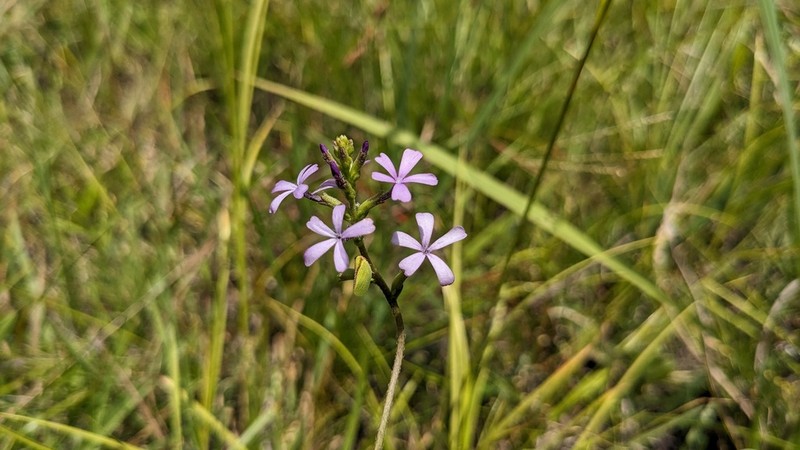 Buchnera floridana photo 7
