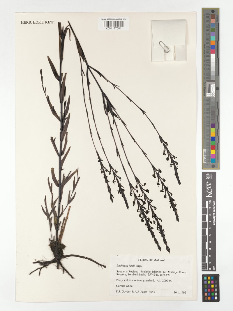 Buchnera lastii subsp. lastii photo 2