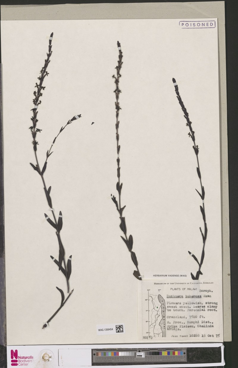 Buchnera lastii subsp. lastii photo 3