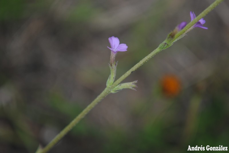 Elongated Bluehearts