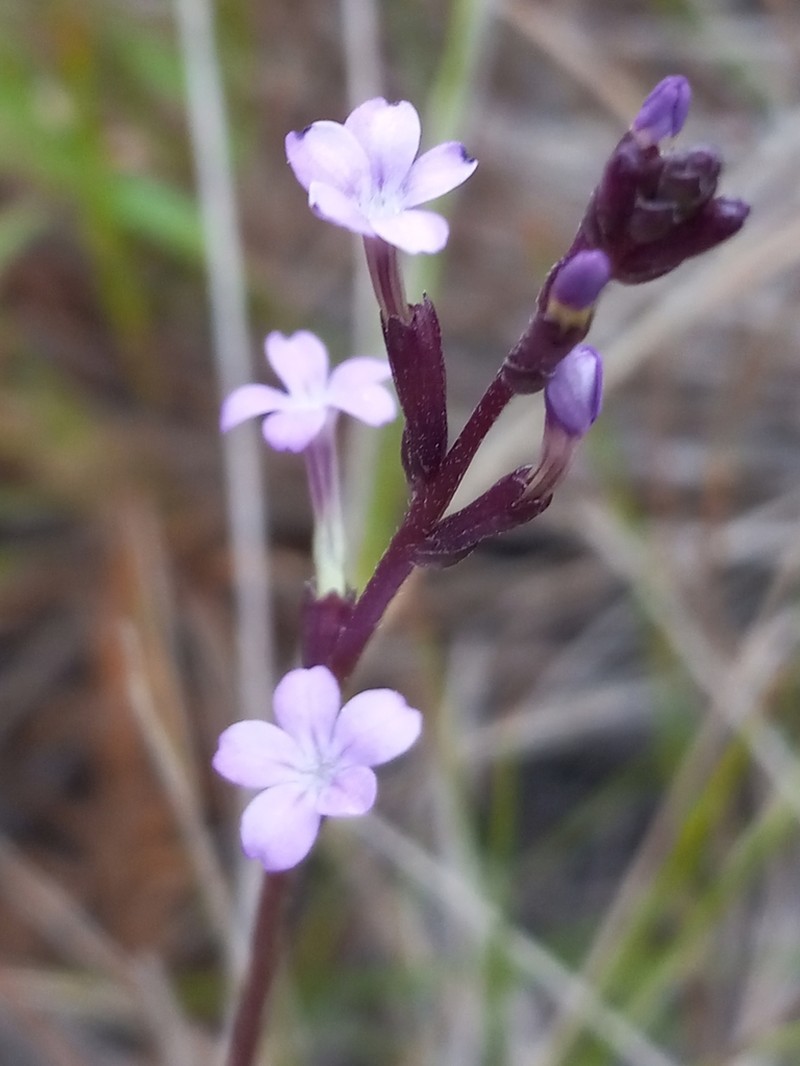 Elongated Bluehearts photo 2