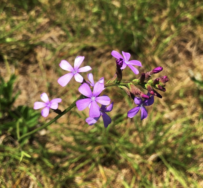 Elongated Bluehearts photo 3