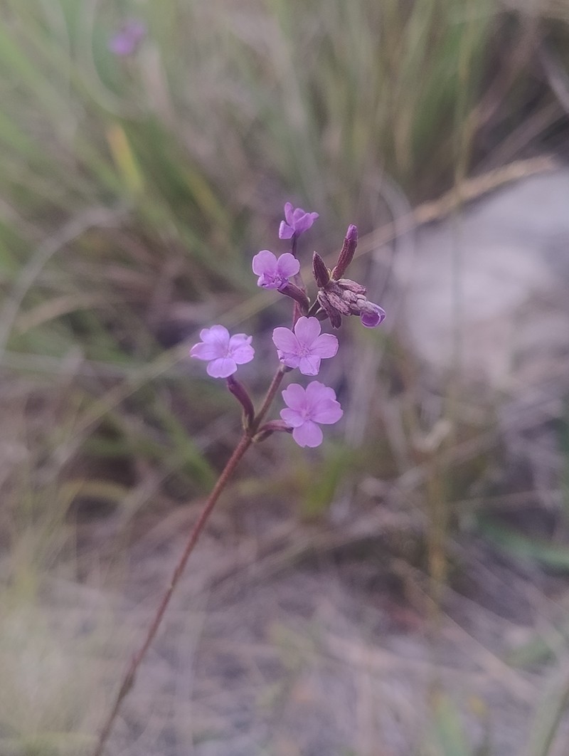 Elongated Bluehearts photo 5