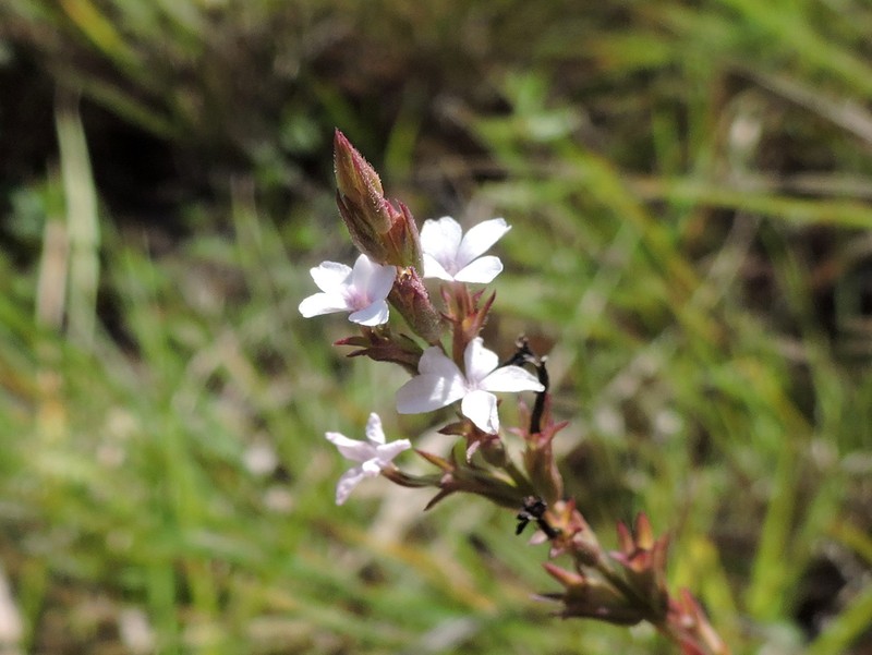 Buchnera nordestina