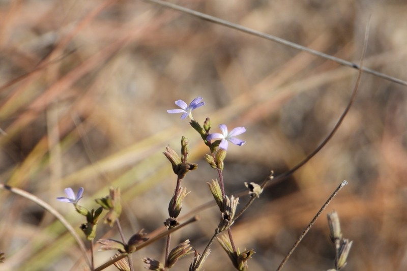 Arizona Bluehearts