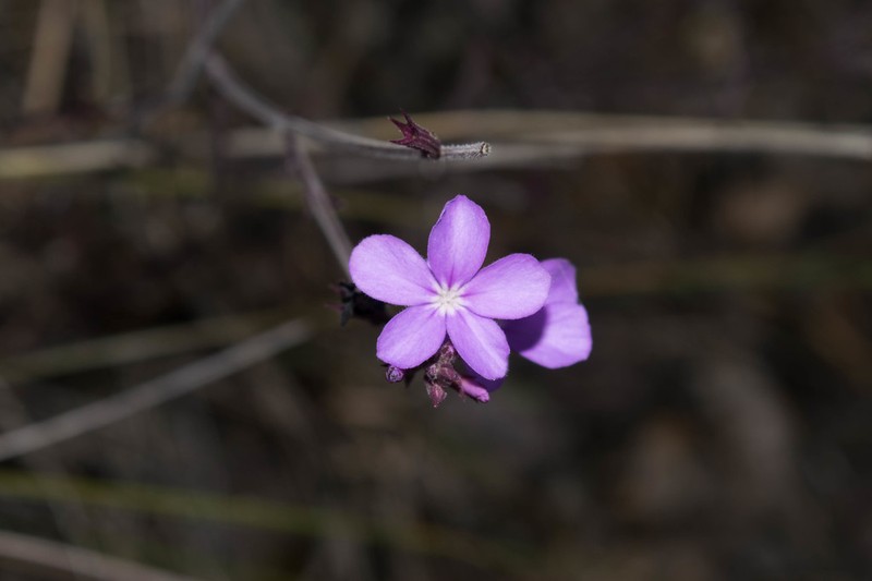 Arizona Bluehearts photo 3