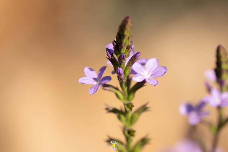 Arizona Bluehearts photo 4