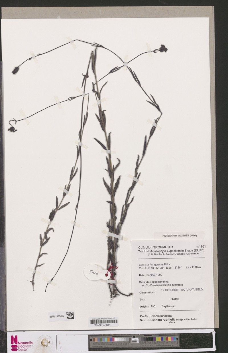Buchnera rubriflora