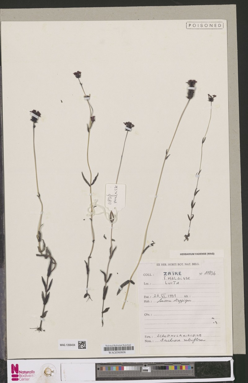 Buchnera rubriflora photo 2