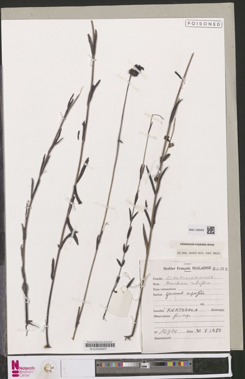 Buchnera rubriflora photo 3