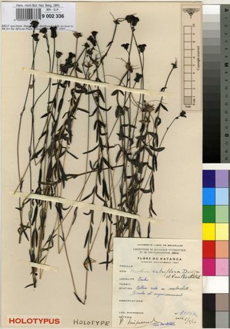 Buchnera rubriflora photo 4