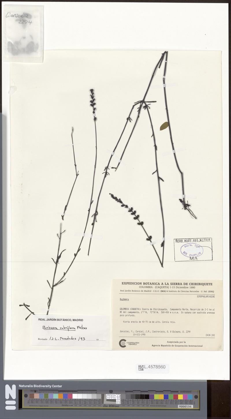 Buchnera schultesii