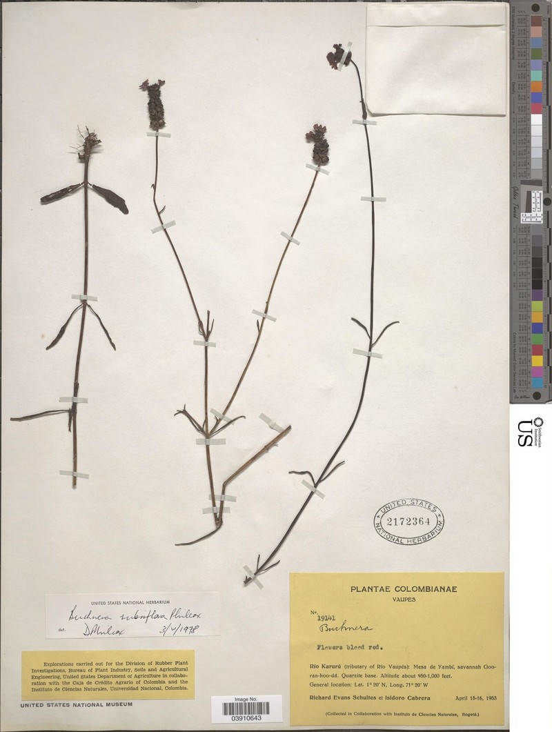 Buchnera schultesii photo 2