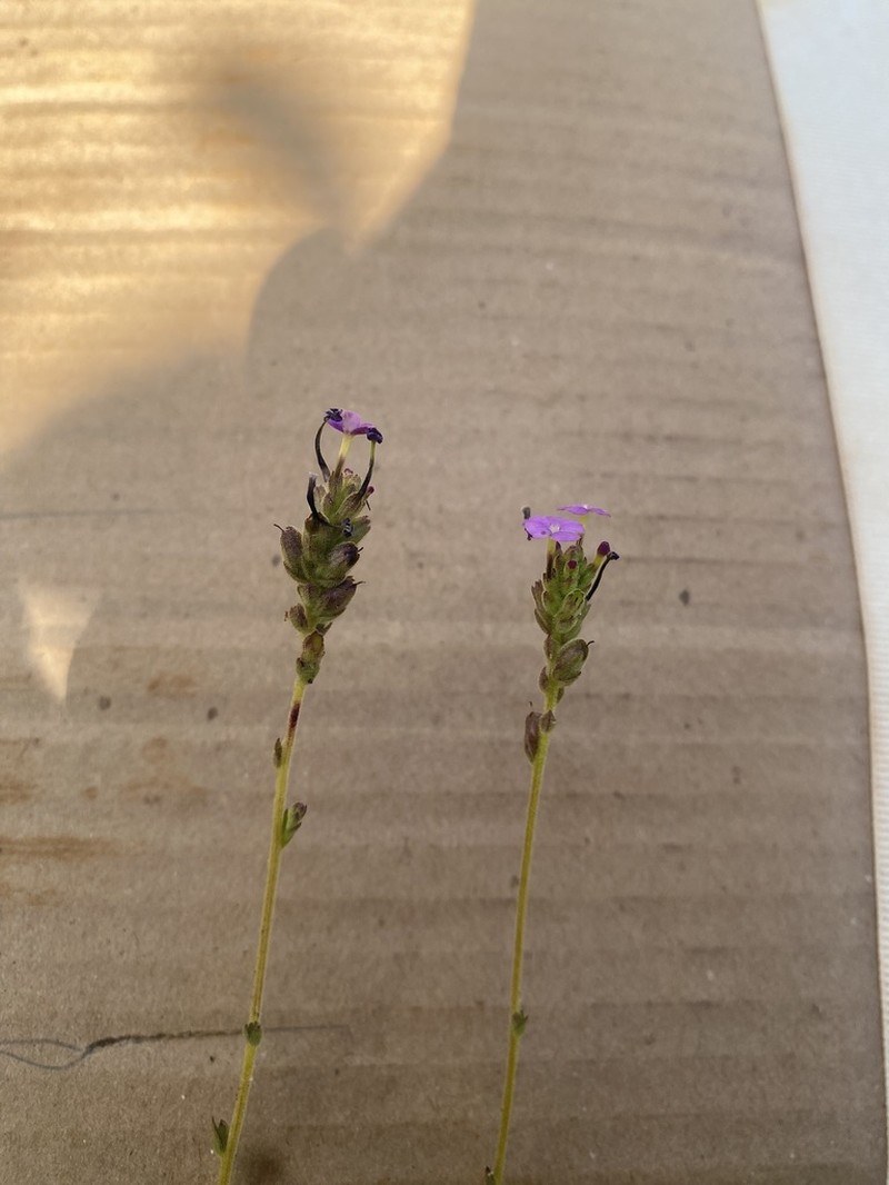 Buchnera tacianae