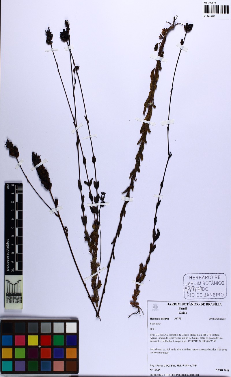 Buchnera tacianae photo 2