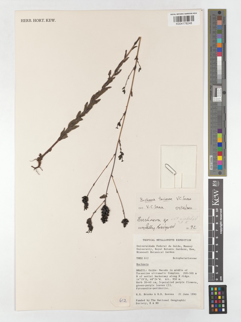 Buchnera tacianae photo 3