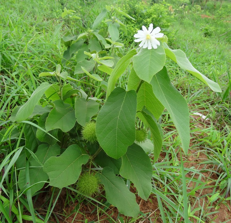 Buchnerodendron lasiocalyx