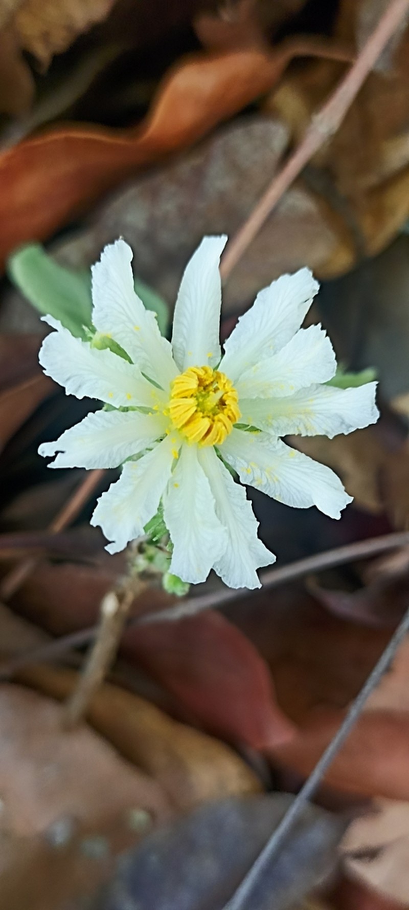 Buchnerodendron lasiocalyx photo 2