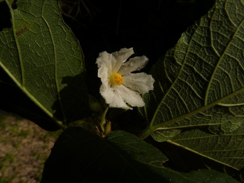Buchnerodendron lasiocalyx photo 3